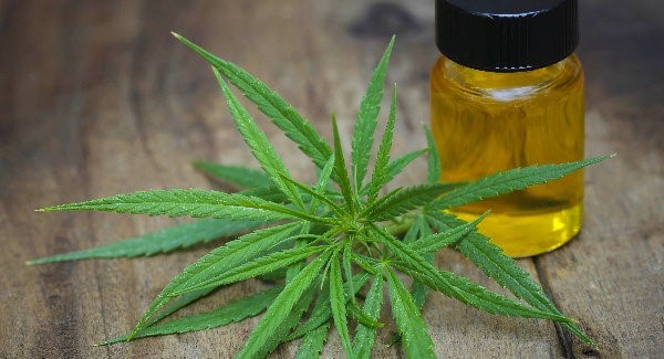 CBD Oil 
      Dog Biscuits Afton 
      IA